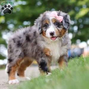Mrs. O’Leary, Mini Bernedoodle Puppy